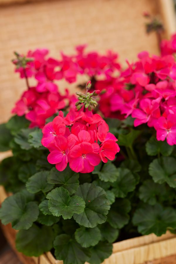 Nano F1 violet - мини мушкато (5091)